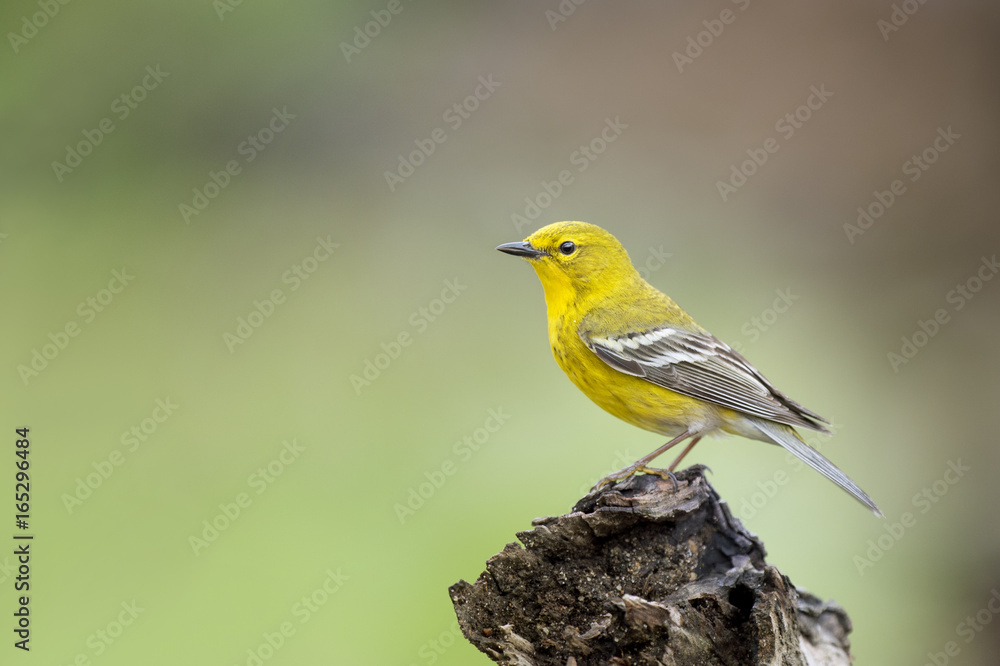 A yellow Pine Warbler perches on a blackened tree stump in front of a smooth green background in soft overcast light.