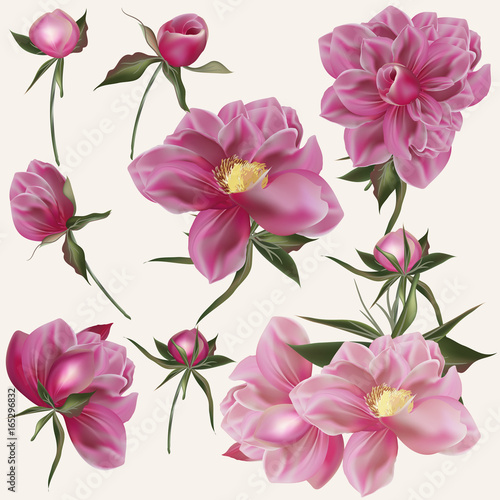 Beautiful vector collection of realistic peony flowers in pink color