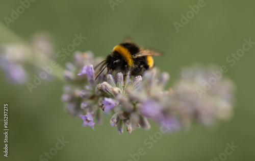 Bumble bee @work (Part II) © Stephanie