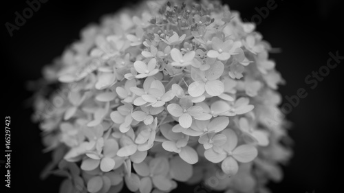 Hydrangea (white snowball) in black and white