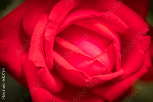 Red rose blossom close up