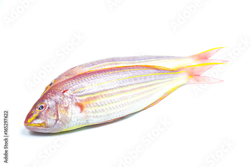 Red sea bream or porgy fish isolated on white