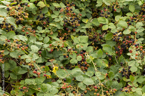 Blackberry Bush