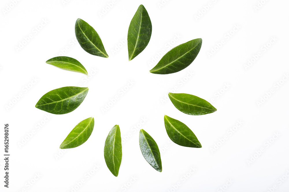 Fresh green leaves arranged in a circle shape, creative layout design