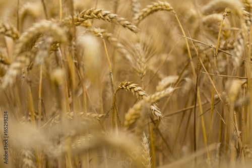In the middle of a wheatfield
