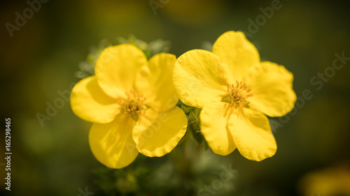 Definition of yellow