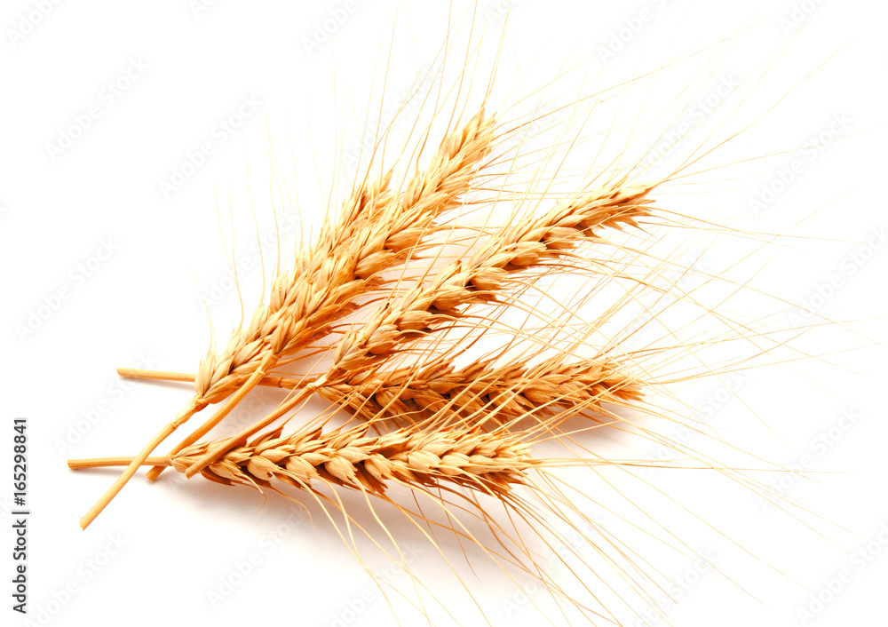 Wheat ears isolated on a white background Wheat ears isolated on a white background