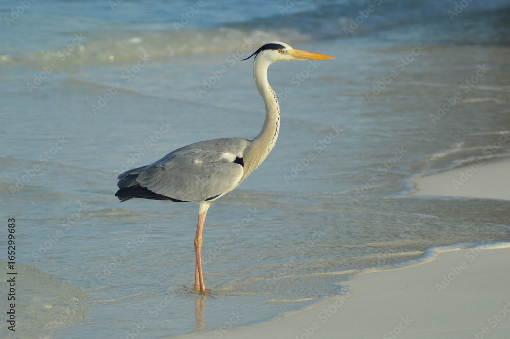 Big Grey Heron standing on the beach