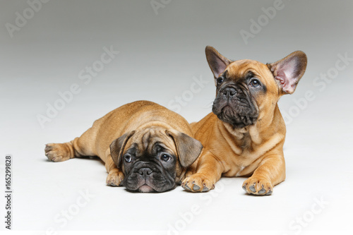 cute french bulldog puppies © svetography