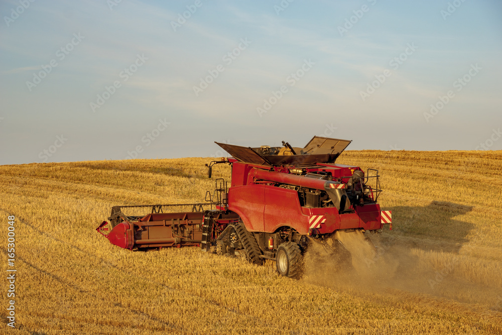 Obraz premium Combine harvester agriculture machine harvesting golden ripe wheat field in light of the setting sun in Germany