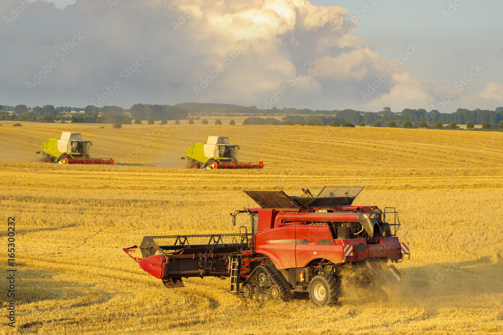Fototapeta premium harvesting combine harvesting golden ripe wheat field in light of the setting sun in Germany