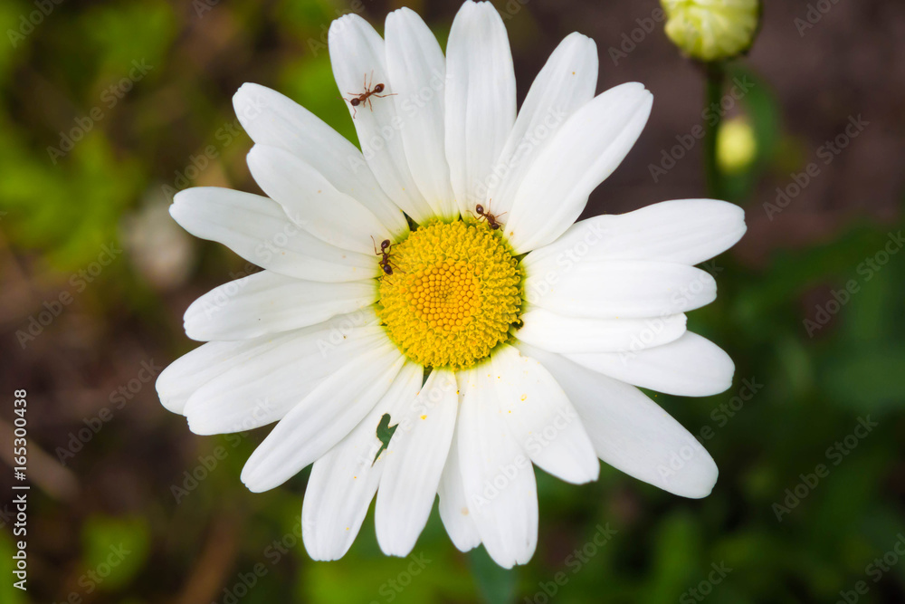 Chamomile in garden and running around on her ants. Symbiosis of plants and insects in the summer. Chamomile in garden and running around on her ants. Symbiosis of plants and insects in the summer.
