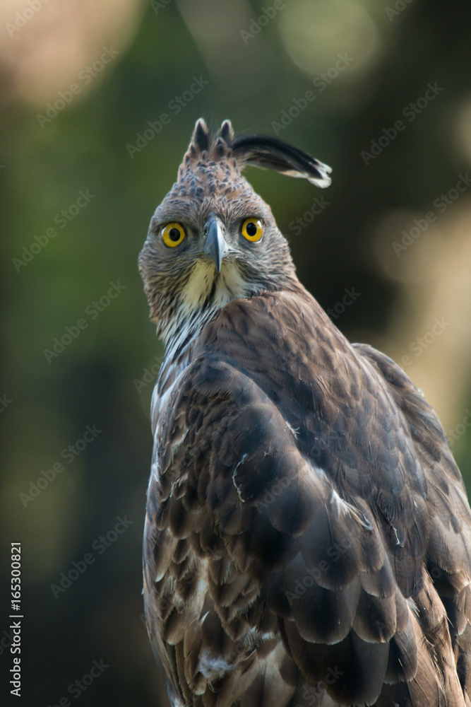 Fototapeta premium Intimidating Look of Crested Hawk Eagle from Nagarhole National Park Karnataka India