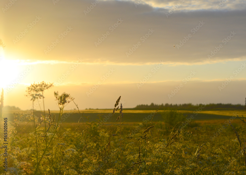 Beautiful natural summer evening landscape: field with grass in the sun at sunset. Beautiful natural summer evening landscape: field with grass in the sun at sunset.