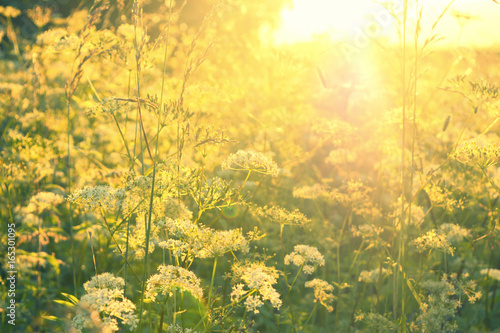 Beautiful natural summer evening landscape: field with white flowers and grass of the sun at sunset