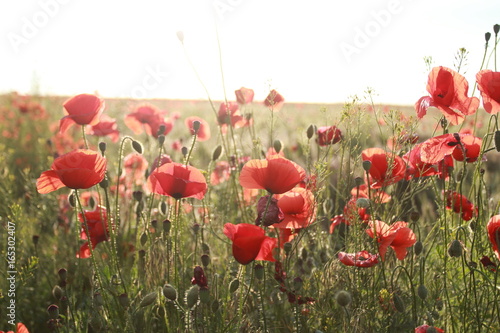  Field of red poppies