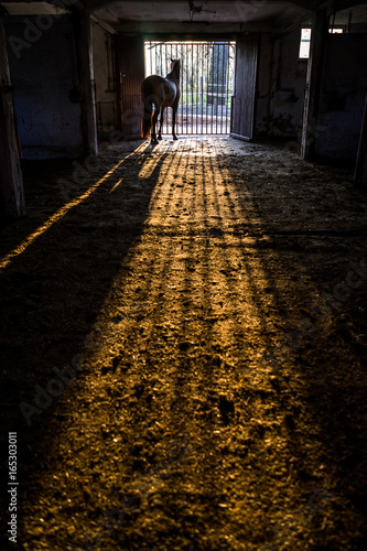 Spanischer Wallach im Stall bei Sonnenuntergang photo