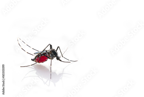 Mosquito (Aedes aegypti) sucking blood . Mosquito is carrier of Malaria, Encephalitis, Dengue and Zika virus, isolated on white background © frank29052515