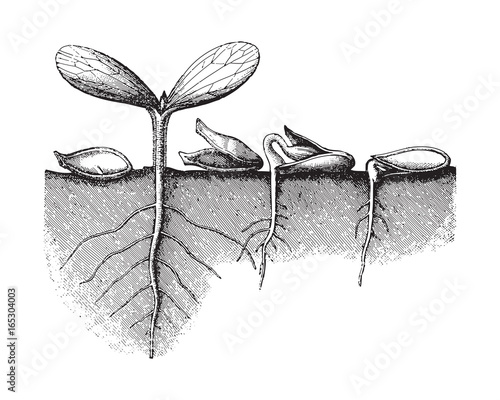 Germination seed - vintage illustration