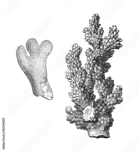 Coral - Porites furcatus and Madrepora verrucosa - vintage illustration 