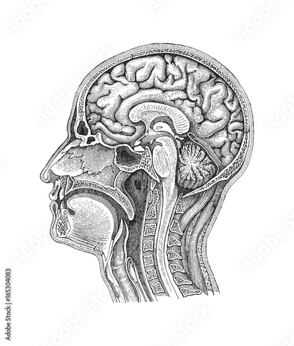 Human brain - vintage illustration 