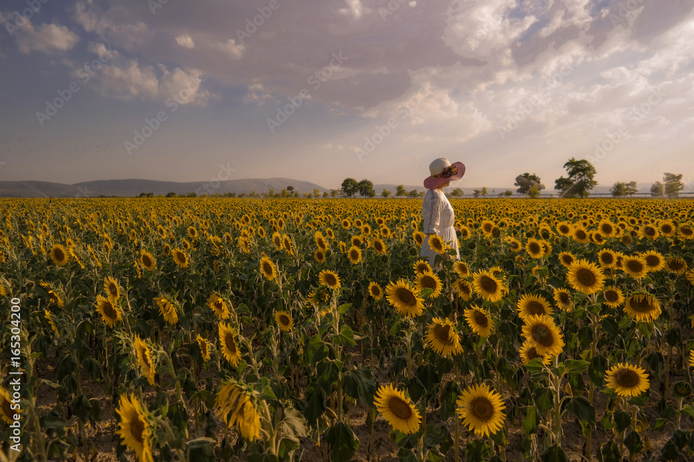 custom made wallpaper toronto digitalAYÇİÇEK TARLASI