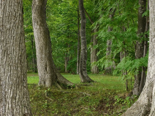 太い幹のクローズアップ 森風景