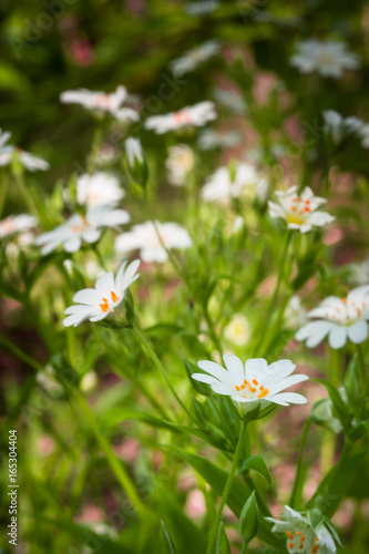 Macro of white stitchwort flowers