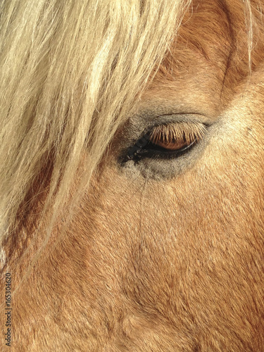 Occhio di cavallo