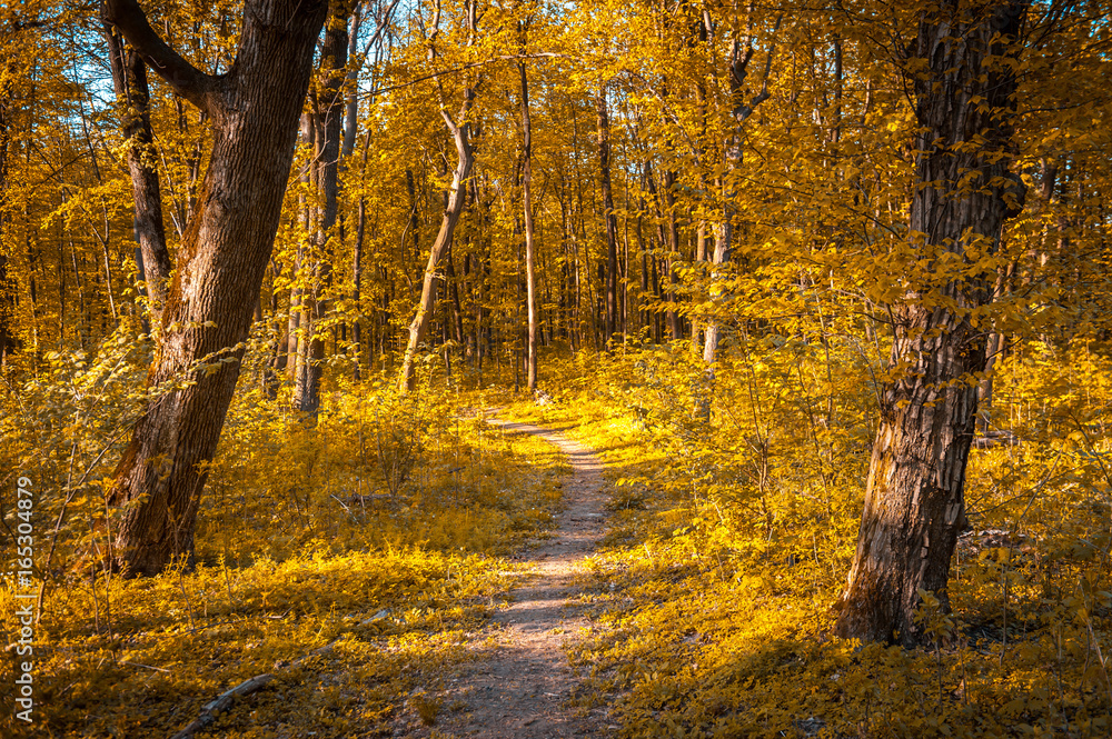 Fototapeta premium Orange autumn forest with strong vegetation