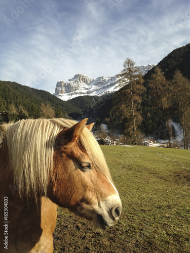 Cavallo in montagna