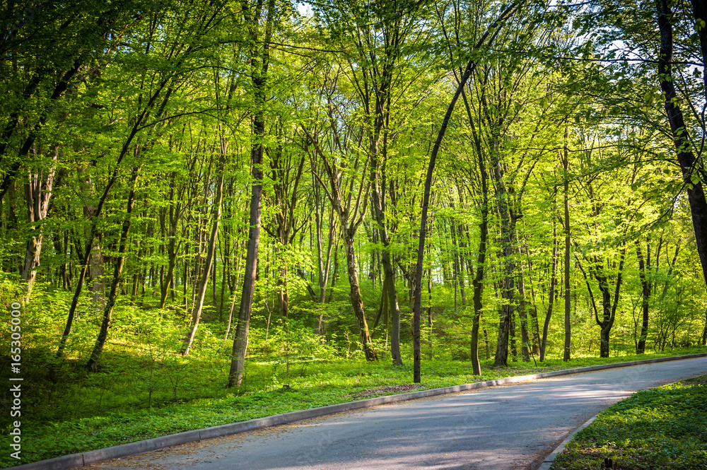 Green summer forest with strong vegetation Green summer forest with strong vegetation