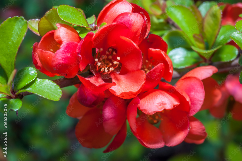 Macro shot of flowering quince Chaenomeles superba Macro shot of flowering quince Chaenomeles superba