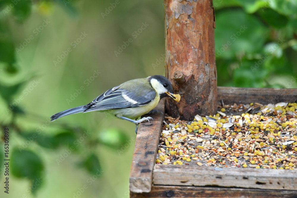 Obraz premium blue titmouse eats seeds in the fodder rack