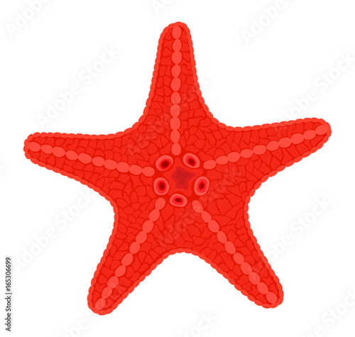 Red sea star fish. Vector Illustration