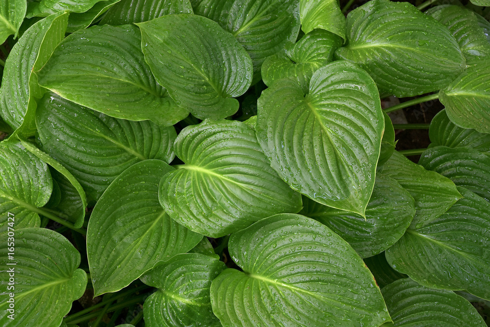 Large green leaves with drops of water Large green leaves with drops of water
