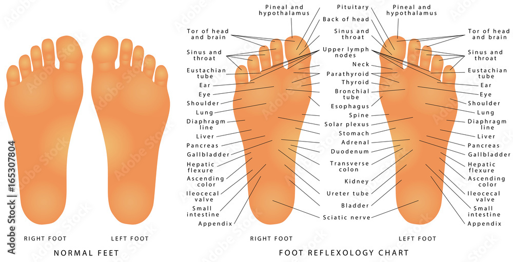 Foot Reflexology Chart Stock Vector | Adobe Stock