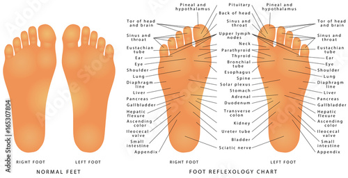 Foot Reflexology Chart