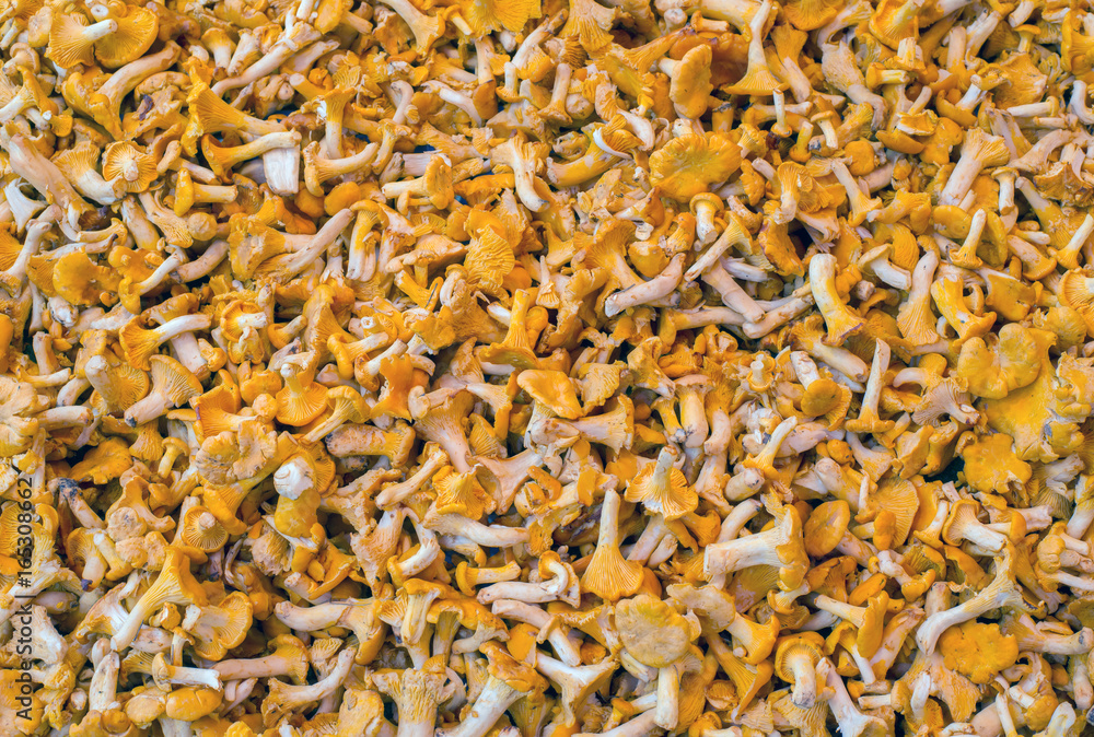 Many chantarelles  mushrooms on a market stall