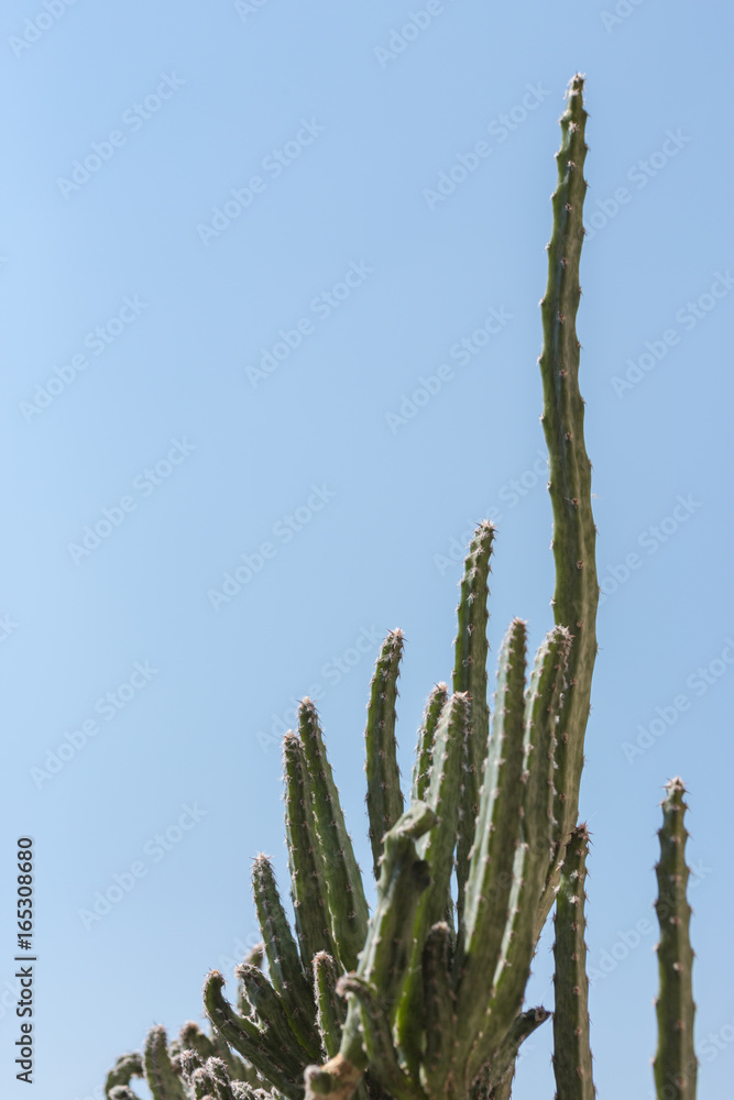 Pianta grassa con spine Pianta grassa con spine