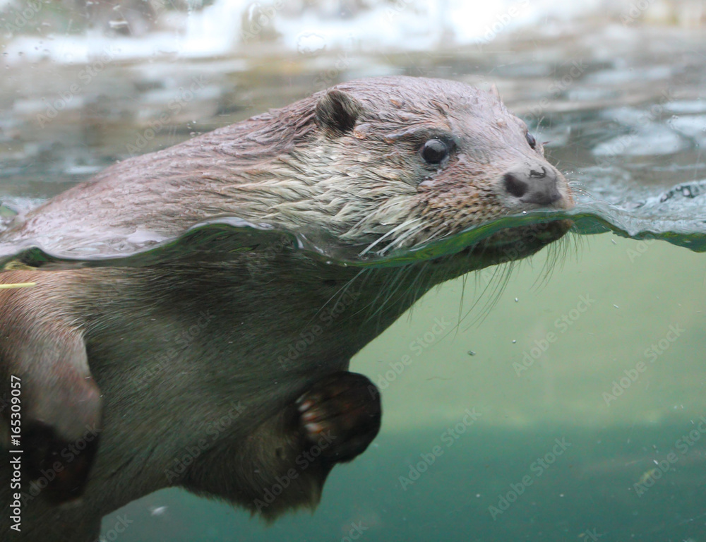 The European Otter - Lutra lutra swimming and playing on flowing river. This animal is dangerous pest for fish farm and aquaculture. The European Otter - Lutra lutra swimming and playing on flowing river. This animal is dangerous pest for fish farm and aquaculture.