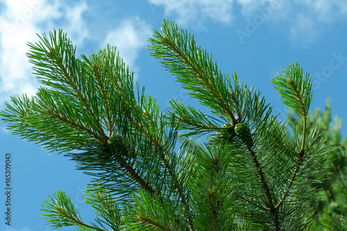 Pine branches on blue sky