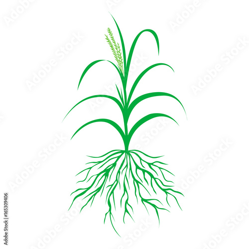 green grass with roots illustration, isolated plant vector