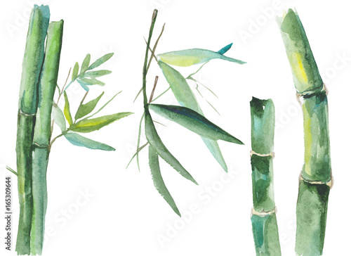 Watercolor bamboo illustration