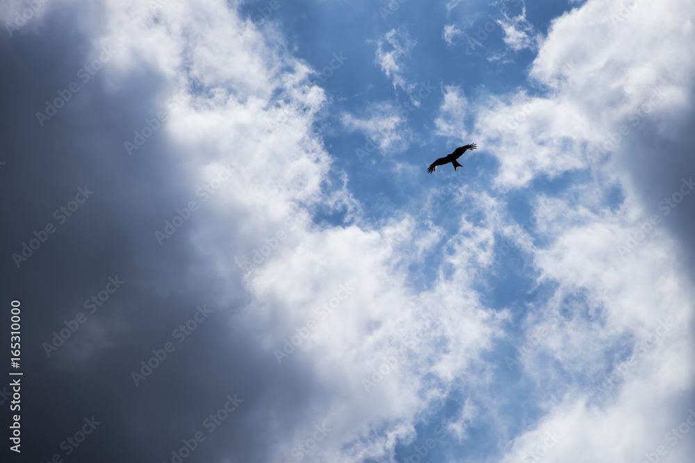 Wild falcon in the clouds