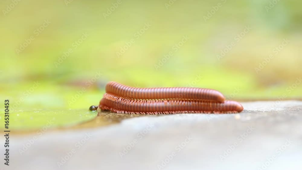 Pair of brown centipedes on ground one millipede is atop another. Pair of brown centipedes on ground one millipede is atop another.