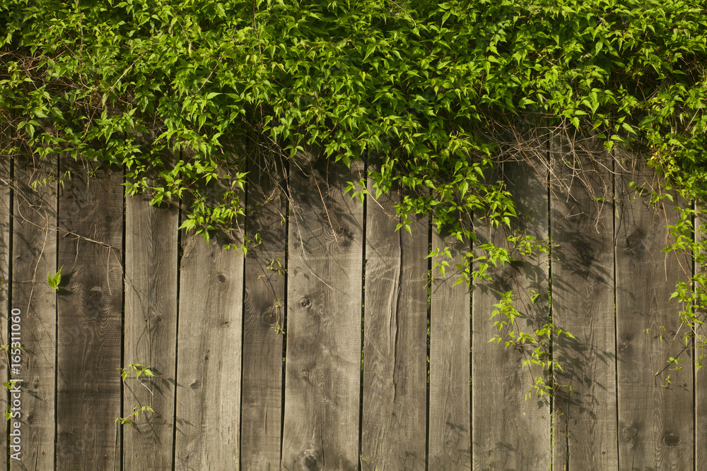 Wooden fence with plants as background Wooden fence with plants as background