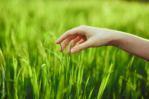 Hand, grass, summer, field, sun, light, plants © SHOTPRIME STUDIO