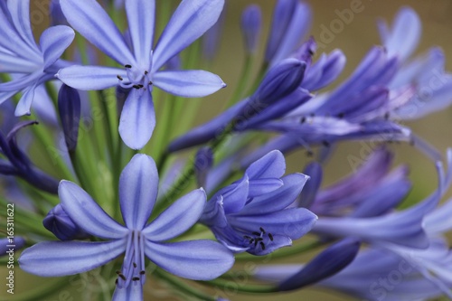 Purple Flower 