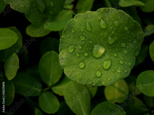 Close-up and top view image of dew on Centella asiatica leaf (Asiatic leaf, Asiatic pennywort or Indian pennywort) after the rain in the dark. It is native to wetlands in Asia. It is used as a culinar photo